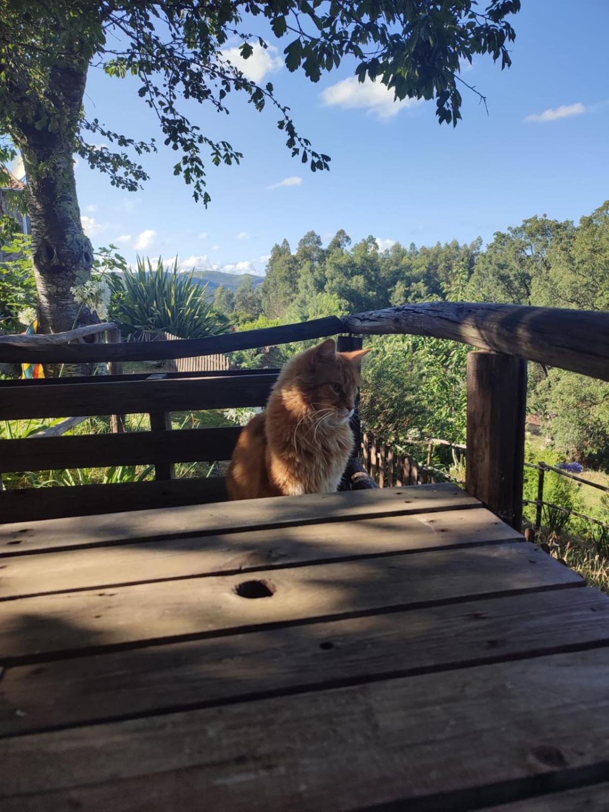 Alojamento Casa Do Cabeco Alombada Macinhata do Vouga Luaran gambar